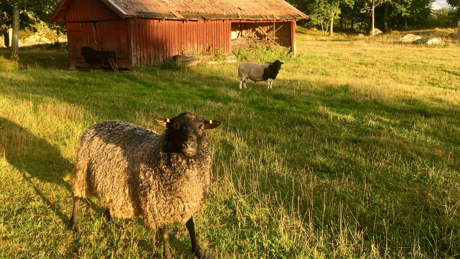 Öllösa